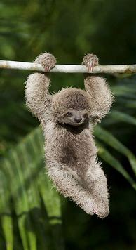 Image result for Sloth Phone Wallpaper