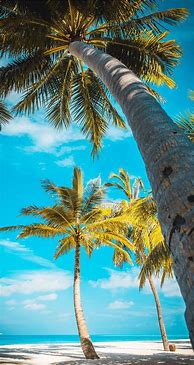 Image result for Palm Tree Phone Wallpaper