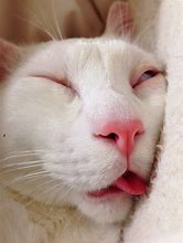 Image result for Sleeping Cat Meme Face