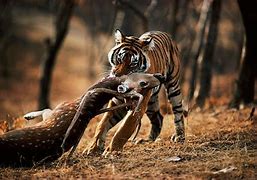 Image result for Wallpaper of Tiger Hunter
