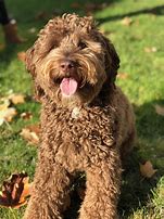 Image result for Miniature Parti Labradoodles
