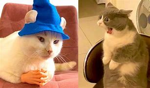 Image result for Cursed Dank Cats Meme