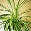 Image result for Common House Plants and Names