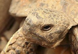 Image result for Testudo Testudinidae