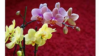 Image result for Yellow and Pink Orchid