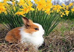 Image result for Spring Baby Animals and Flowers
