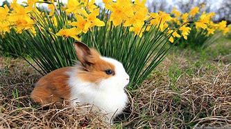 Image result for Free Spring Animal Wallpaper