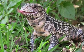 Image result for Tegu Monitor Lizard