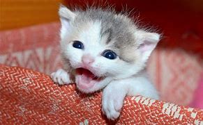 Image result for Cats Meowing Happy