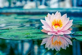Image result for Lotus Flower in Pond