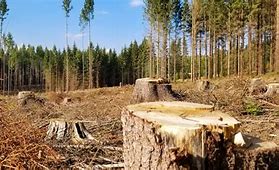 Image result for deforested