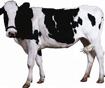 Image result for Cartoon Cow Thumbs Up PNG