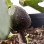 Ficus carica Brunswick-க்கான படிம முடிவு