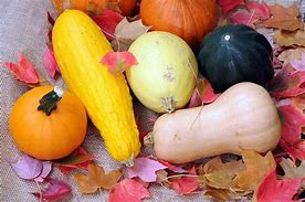 Image result for How Many Varieties of Winter Squash