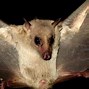 Image result for Brown Fruit Bat