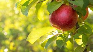 Image result for Identifying Apple Tree Leaves