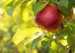 Image result for Pics of Apple Tree Leaves