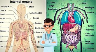 Image result for Anatomy of Inside of Human Body