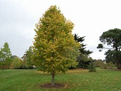 Image result for corylus