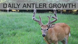 Image result for Whitetail Deer Antler Growth Chart