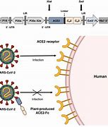 Image result for Recombinant Virus