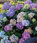 Image result for Hydrangea macrophylla FLAIR 