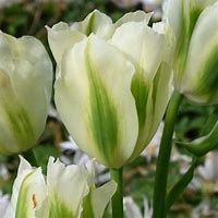 Image result for Tulipa viridiflora Spring Green