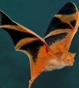 Image result for Colorful Bats