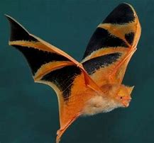 Image result for Cool Bat Colors
