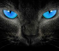 Image result for Black Cat Eyes