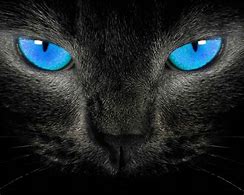 Image result for Black Cat Eyes Wallpaper
