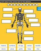 Image result for Biology Skeleton