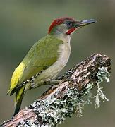Image result for Oiseau Vert