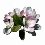 Image result for Apple Blossom PNG