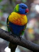 Image result for Pseudeos Loriidae