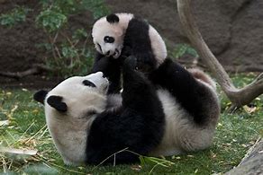 Image result for Baby Panda Bear in Tree