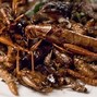 Image result for Insect Food Products