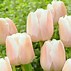 Image result for Tulipa Apricot Pride