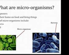 Image result for Helpful and Harmful Microorganisms