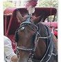 Image result for New York Carrige Horse
