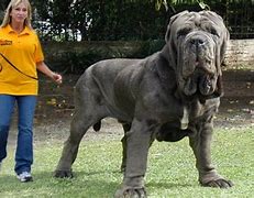 Image result for Heaviest Domestic Dog