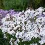 Image result for Phlox Minnie Pearl