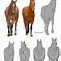 Image result for Horse Front View Half