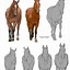 Image result for Black Horse Front View