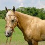 Image result for Horse Breeds and Colors