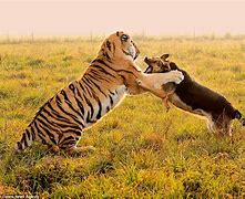 Image result for Man Attacked by Tiger in Michoacan
