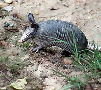 Image result for Armadillo Standing Up Meme