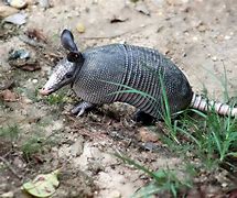 Image result for Armadillo Face