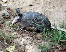 Image result for Armadillo Silloute