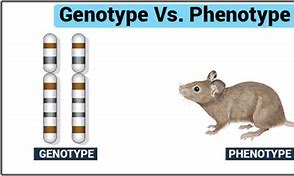 Image result for Genotype vs Phenotype Examples